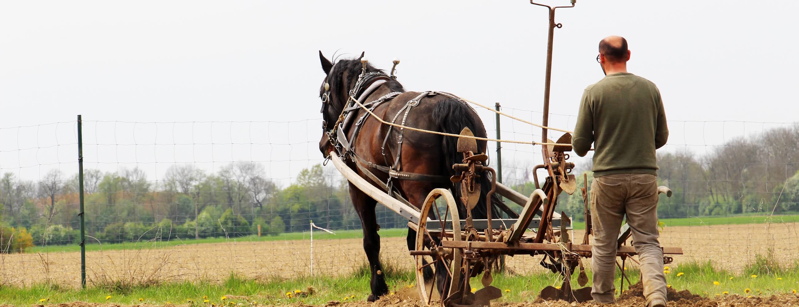 arbeitspferd_header(1)