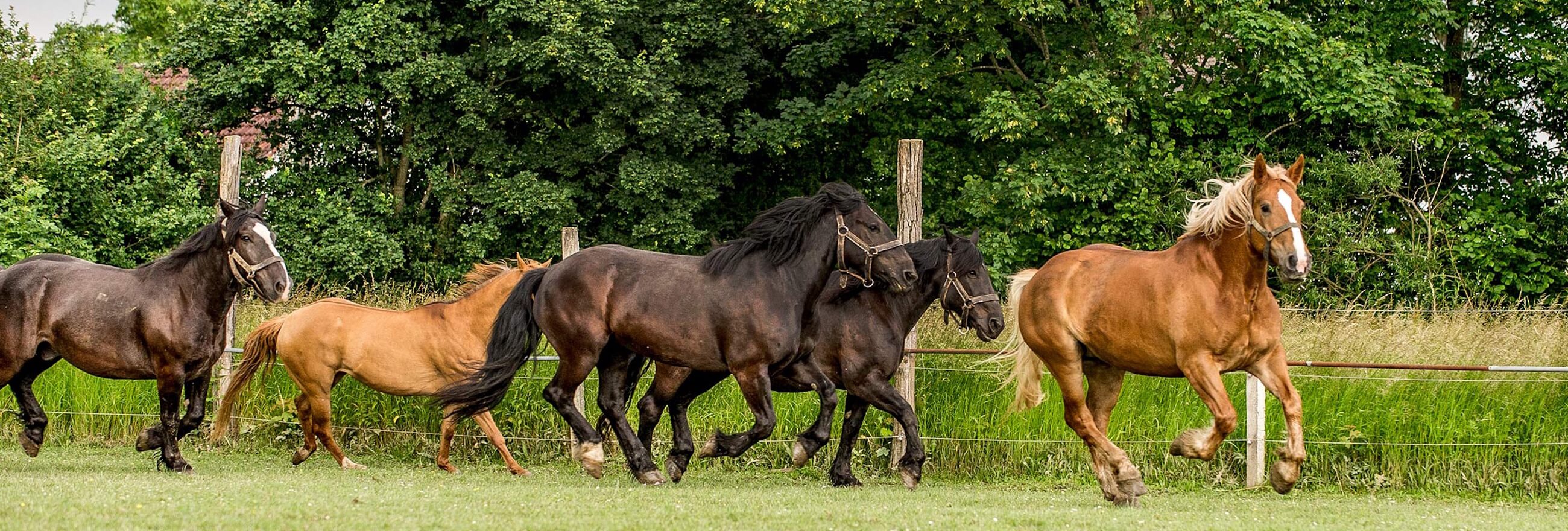 ehmeier_startseite_header